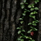 suimi-