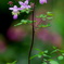 花心～和 １