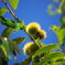 Castanea crenata