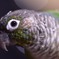 もえぎさん