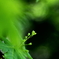 芽を吹くもみじ