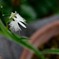 飛ぶ花