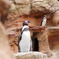フンボルトペンギン