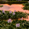 Eichhornia Crassipes with Sunset