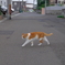 近所の猫