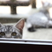 なんだろう・・