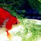 金魚 01