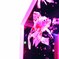 金魚 03