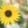 記念写真(夏)
