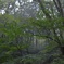霧の森