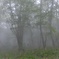 霧の森2