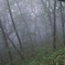 霧の森3