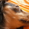 お犬様