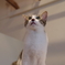 猫たん。