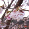 みかも山公園DSC00028