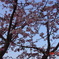 みかも山公園DSC00029