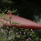 秋の花３