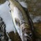 DSC01519_R