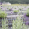 ラベンダー