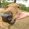 シカッ！