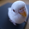 ヒナ☆