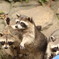 ハイハイハイ次オレ次オレ