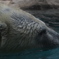日本平動物園①