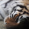 日本平動物園④