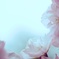 SAKURA*