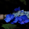 額紫陽花