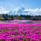 芝桜と富士山