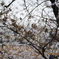 桜の木に住むスズメ達