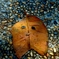 face?