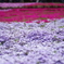 芝桜１