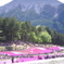 羊山公園の芝桜♪