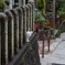 京都の猫