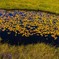 Autumnal scenery