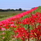 ヒガンバナ～埼玉県内開花情報その1～
