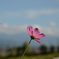秋桜