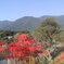 津屋川の彼岸花
