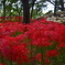 ヒガンバナ～群馬県内開花情報その2～