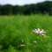 コスモス50ｍｍ