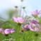 お花畑の秋桜