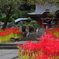 ヒガンバナ～栃木県内開花情報その1～