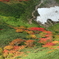 雪渓と紅葉