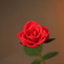 紅