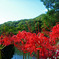 彼岸花　ＩＮ天龍寺