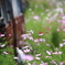 廃車と秋桜