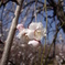 公園の花