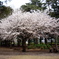 桜満開